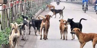 Waspada! Anjing Liar Sepanjang Jalan HR Soebrantas, Ranai