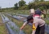 Motivasi Masyarakat, Brigadir Kuswanto Tinjau Ladang Cabai