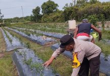 Motivasi Masyarakat, Brigadir Kuswanto Tinjau Ladang Cabai