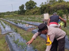 Motivasi Masyarakat, Brigadir Kuswanto Tinjau Ladang Cabai