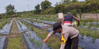 Motivasi Masyarakat, Brigadir Kuswanto Tinjau Ladang Cabai
