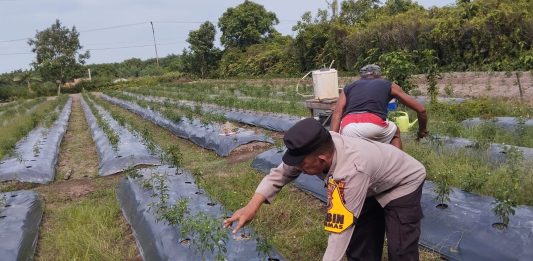 Motivasi Masyarakat, Brigadir Kuswanto Tinjau Ladang Cabai