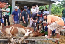 Bupati dan Wabup Bintan Serahkan Sapi Qurban Presiden Prabowo ke Masjid Jami’ Al Hidayah Toapaya