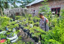 Kapolsek Bukit Batu Kunjungi Ladang Cabai di Desa Pangkalan Jambi