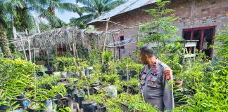 Kapolsek Bukit Batu Kunjungi Ladang Cabai di Desa Pangkalan Jambi