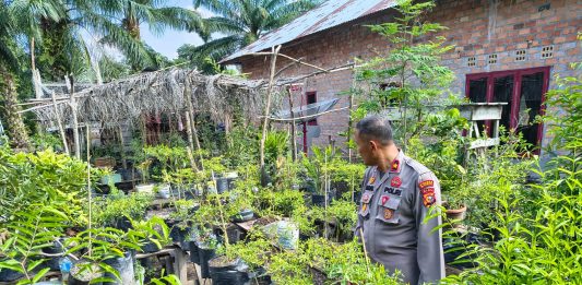Kapolsek Bukit Batu Kunjungi Ladang Cabai di Desa Pangkalan Jambi