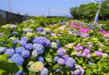 Festival Hydrangea Jangsaengpo Kelima di Ulsan Hadirkan Whale Kart sebagai Wahana Baru