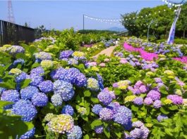 Festival Hydrangea Jangsaengpo Kelima di Ulsan Hadirkan Whale Kart sebagai Wahana Baru