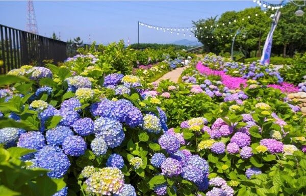 Festival Hydrangea Jangsaengpo Kelima di Ulsan Hadirkan Whale Kart sebagai Wahana Baru