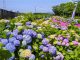 Festival Hydrangea Jangsaengpo Kelima di Ulsan Hadirkan Whale Kart sebagai Wahana Baru
