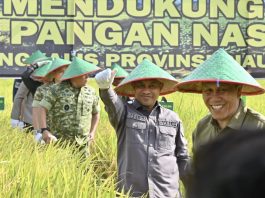 Panen Raya TNI di Siak Kecil, Wabup Bengkalis Komitmen Bengkalis Dukung Ketahanan Pangan Nasional